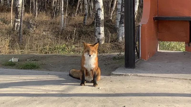 В эти выходные на Камчатке